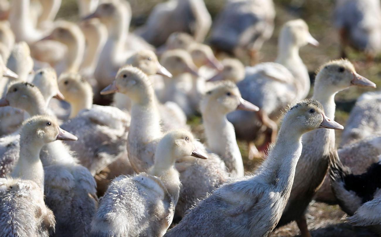 A field at a duck farm in Bourriot Bergonce, France, is crowded with white ducks, after France ordered a massive culling of ducks in three regions affected by a severe outbreak of bird flu, on January 7, 2017.