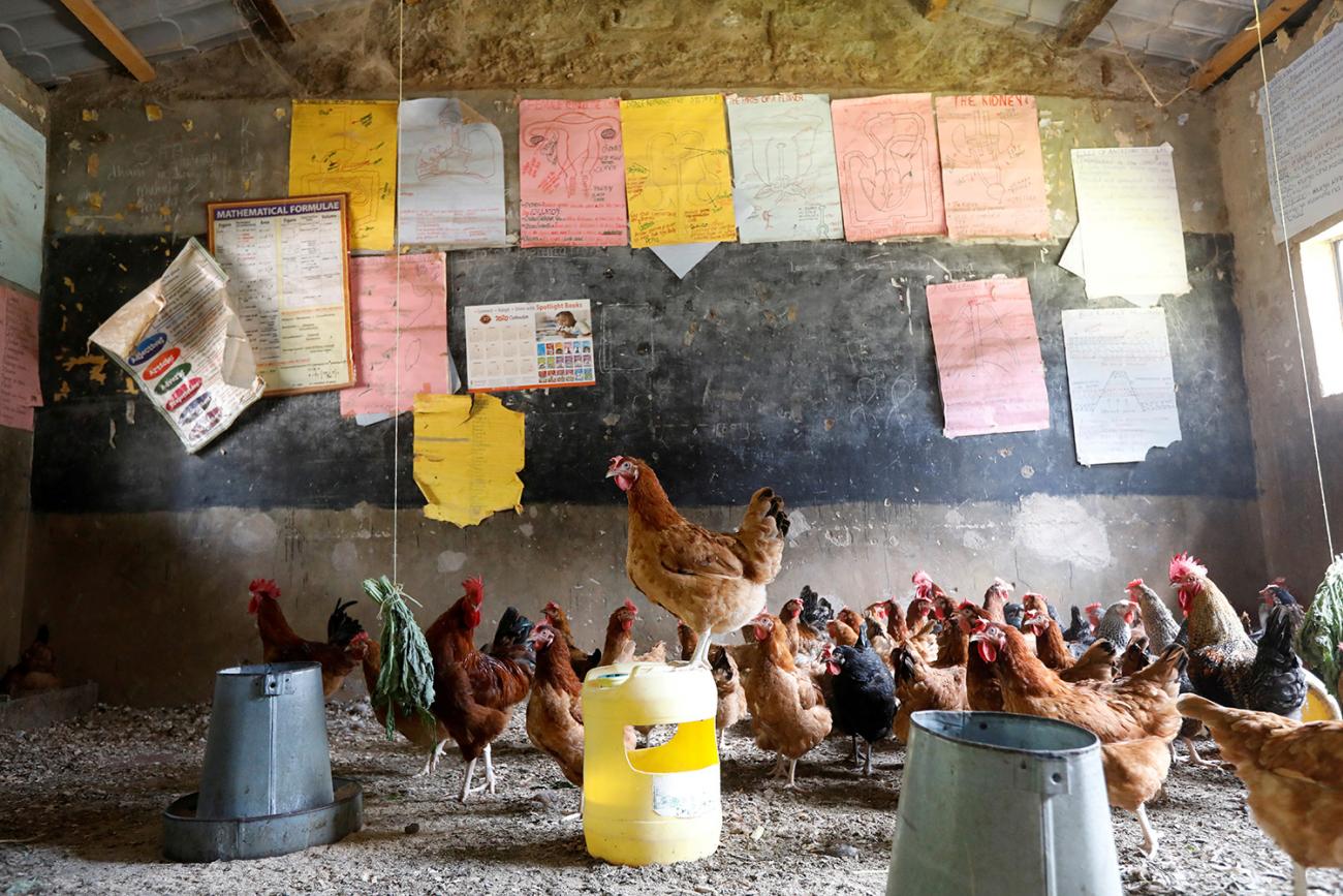 Education in Africa is being disrupted along with everything else—chickens here in a classroom converted into a poultry house because of COVID-19 in the town of Wang'uru, Kenya, on August 28, 2020. Picture shows a large gaggle of chickens inside a classroom, clucking around. One stands atop an overturned bucket. REUTERS/Baz Ratner 