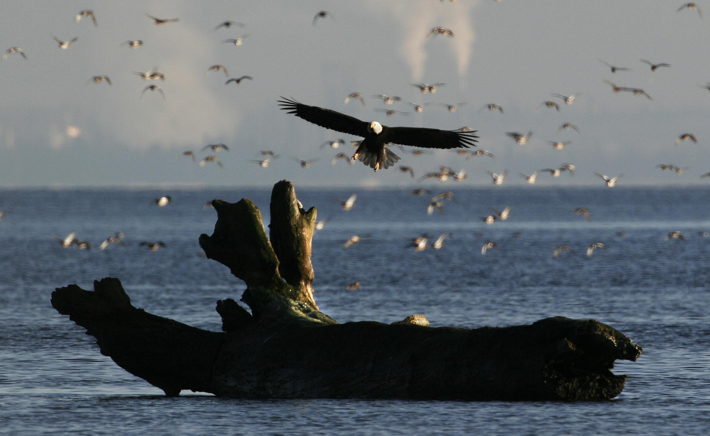 A bald eagle lands on a fallen tree along the shores of Boundary Bay in Delta, British Columbia, near Vancouver, just north of the Canada-U.S. border.